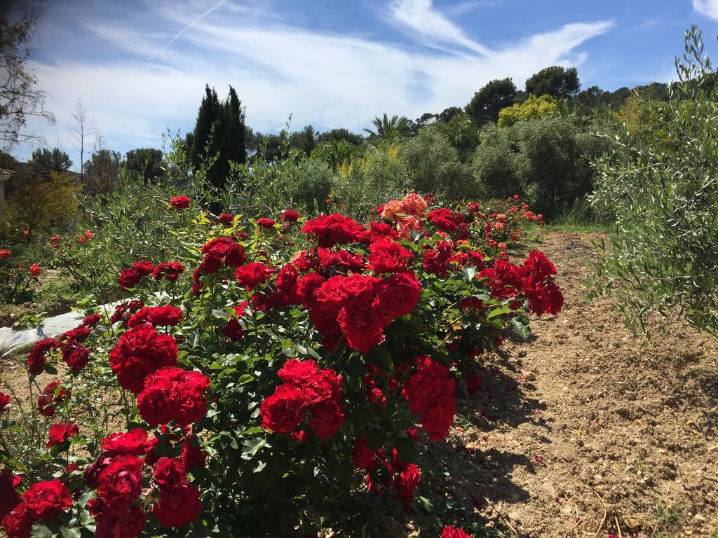 Le Clos de la Chèvre Sud La Cadiere-d'Azur Exterior foto